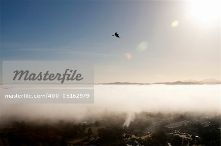Hawk Flying Over the Clouds in Australia