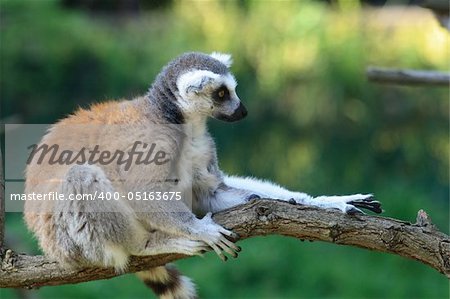 very nice lemur monkey on the green background