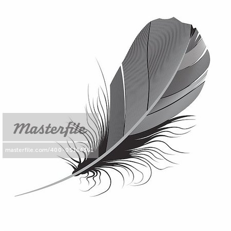 feather on a white background.vector