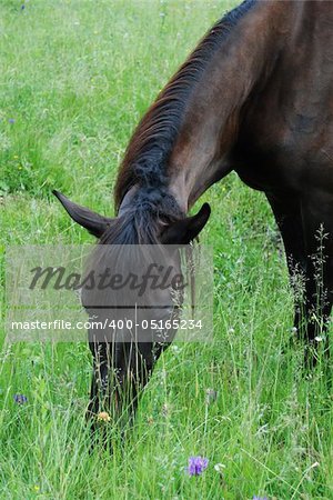 horse pastures in the field