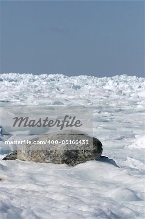 Grey seal (Halichoerus grypus) in the Canadian arctic