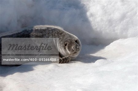 Grey seal (Halichoerus grypus) in the Canadian arctic