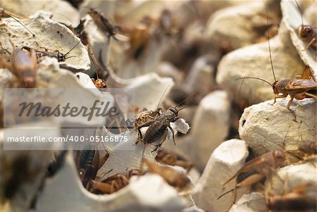 A lot of crickets. Shallow DOF with focus on only a few crickets