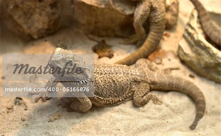 A agamid  lizard crawling on sand. A Bearded Dragon (Pogona vitticeps). Shallow DOF