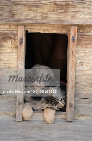 cat and dog together in their house