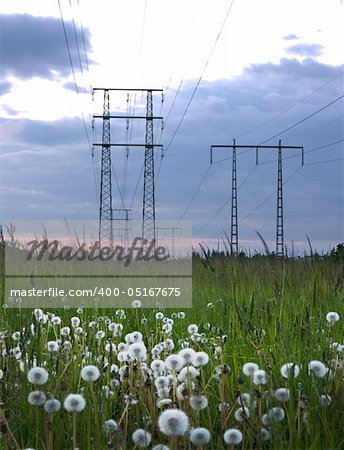 Field of dandelions with electricity pylons in the background