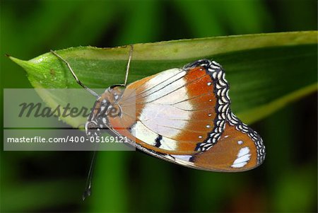 Beautiful tropical butterfly is sitting on a green leaf