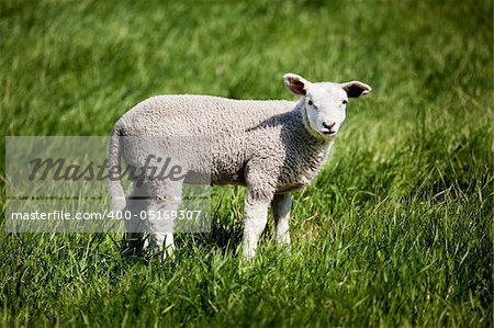 A small lamb in a pasture of sheep looking curious at the camera
