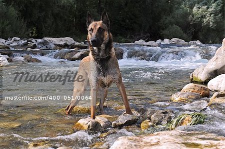 purebred belgian shepherd malinois in a river