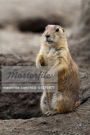 Prarie dog standing next to its hole. These animals native to the grasslands of North America