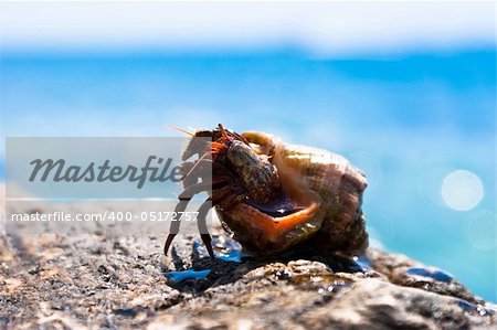 Hermit crab going out from seashell with ocean in the background
