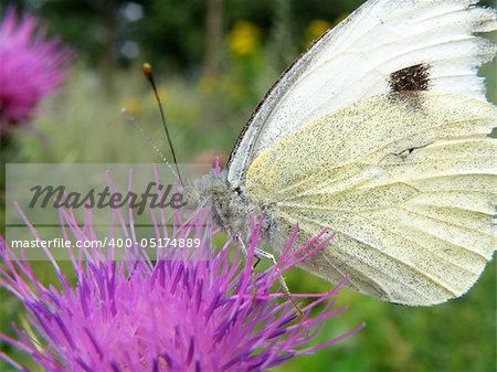 white butterfly on a purle thorn in garden