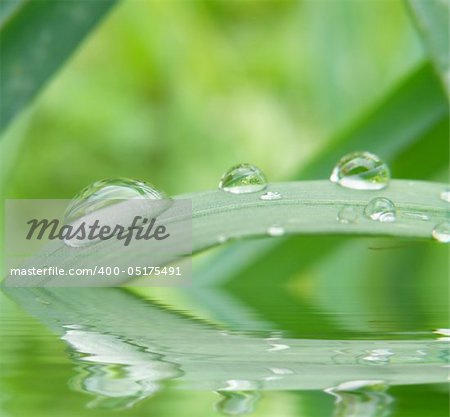 summer time - detail of a water drops on plant