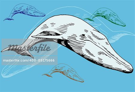 Hand drawn image of a whale - multiple.