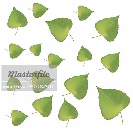 Fresh green leafs texture on white background