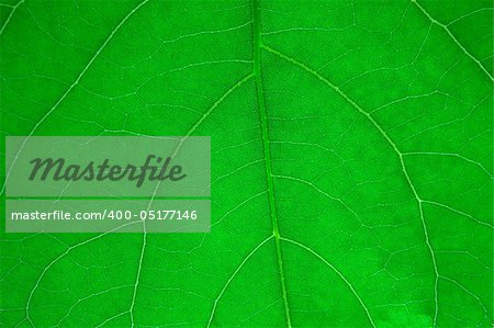 Leaf of a plant close up