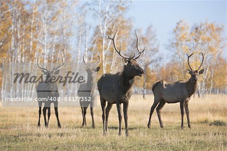 Male deer group