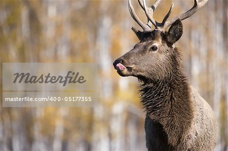 Deer, close-up shot