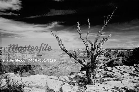 Dead tree near edge of the Grand canyon