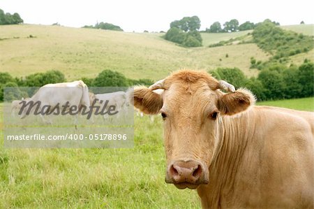 Beige cows cattle  eating on the green grass meadow otudoor