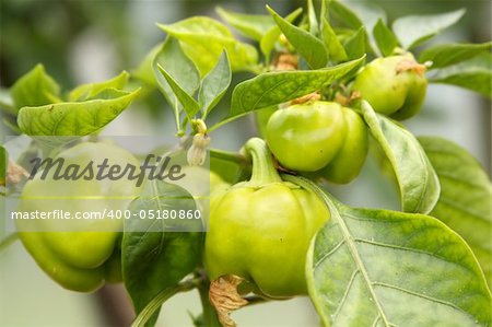 Green paprika in the seedbed