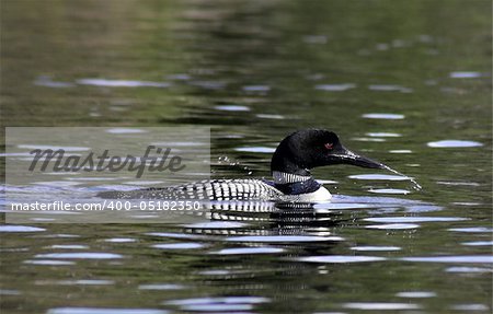 A loon spitting water, shot in Algonquin Park in Ontario, Canada.