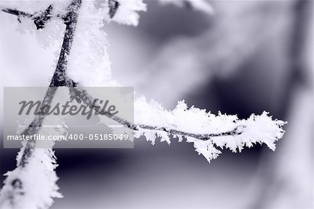 fresh snow on tree branches