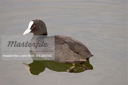 A Eurasian Coot (Fulica atra) on the water of a lake