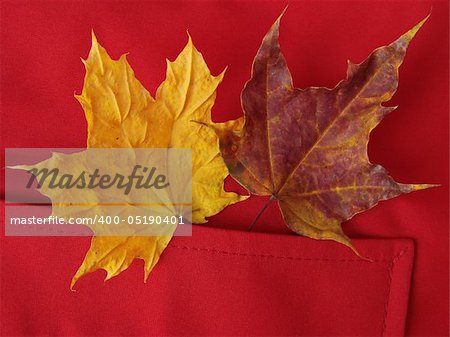 red pocket with dry autumnal leaves