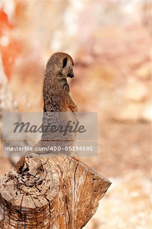 Portrait of a Meerkat sitting on a tree trunk at the zoo