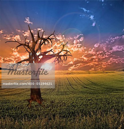 Old tree in sunset landscape