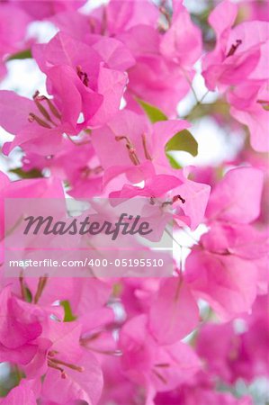 Pink bougainvillea flowers in the sunshine