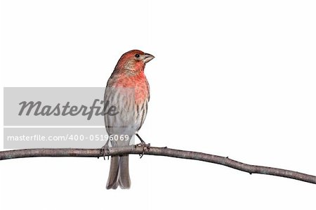 vertical profile of house finch perched on a branch, white background