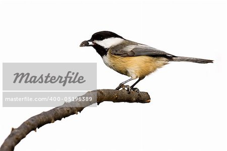 black-capped chickadee eats a sunflower seed while perched on a branch, white background