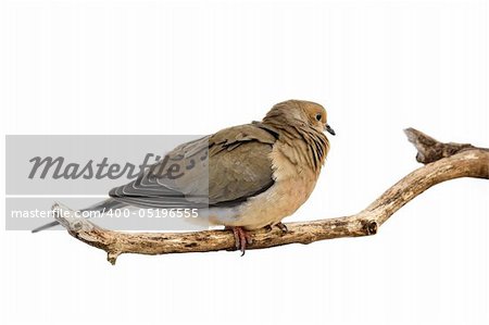 windblown mourning dove trys to stay warm; white background