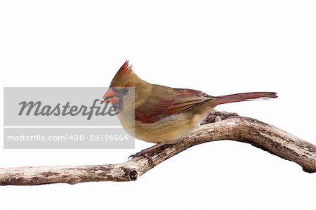 portrait of female cardinal preparing for takeoff with sunflower seed in her mouth; whait background