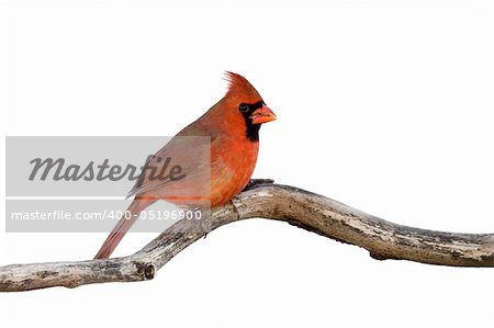 profile of a male cardinal sitting on a branch; white background