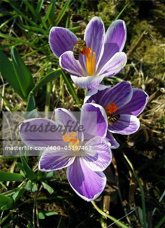 Spring crocuses and bees.