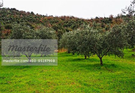 group of olive tree in green field and wood background