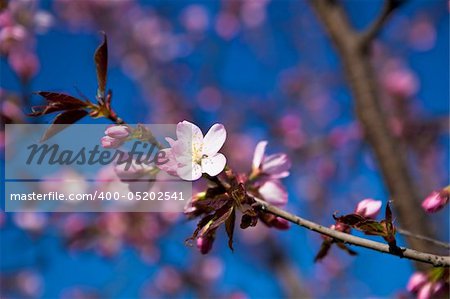Almond branch with pinkish white blossoms against rich blue sky.