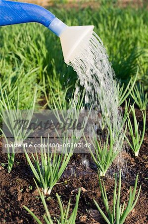 Spring onion is watered from can on the vegetable patch