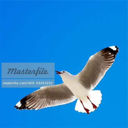 Shot of a seagull in flight, hovering obove the camera.