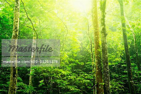 Tropical green forest landscape with ray of light.
