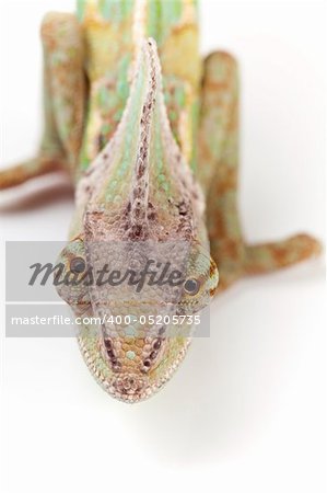 Beautiful big chameleon sitting on a white background