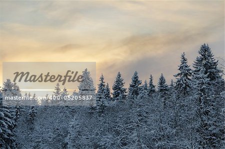 Beautiful winter forest photographed at sunset