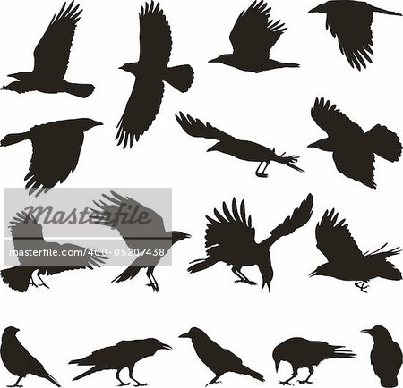 black isolated silhouettes of carrion crow on the white background black isolated silhouettes of carrion crow on the white background