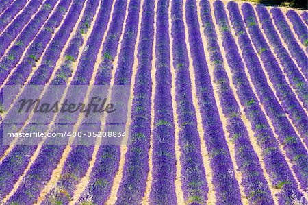 lavender field, Plateau de Valensole, Provence, France