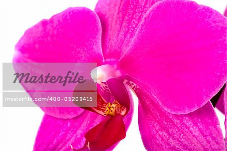 Pink Orchid Isolated on white