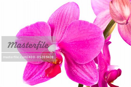 Pink Orchid Isolated on white