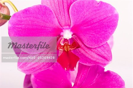 Pink Orchid Isolated on white